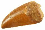 Serrated Raptor Tooth - Real Dinosaur Tooth #347055-1